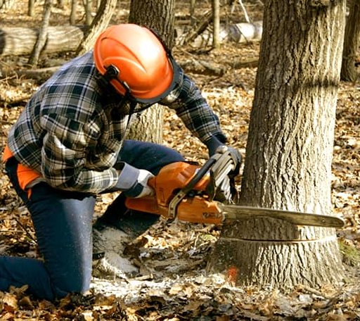 Tree Removal in Bloomington, TX